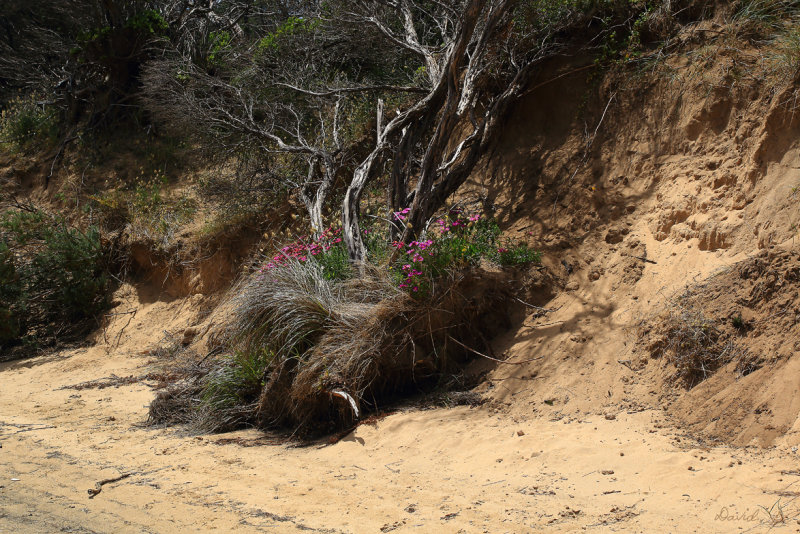 Coastal Flora