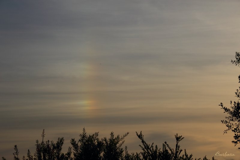 Sundog
