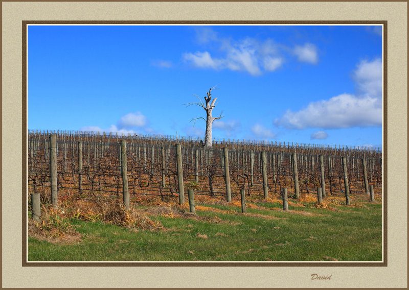 Vineyard Yarra Glen