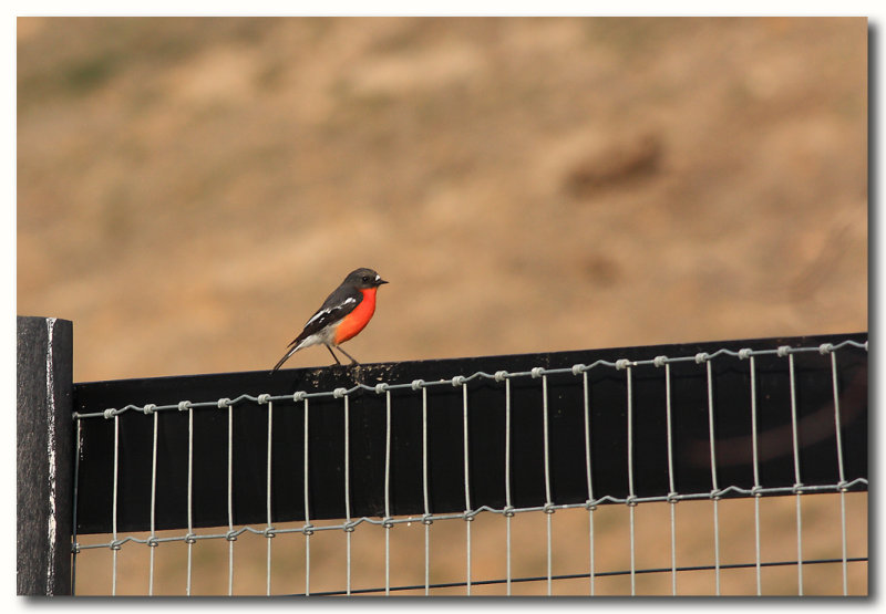  Male Flame Robin 