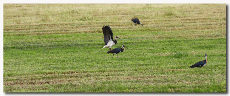 Straw-necked Ibis 