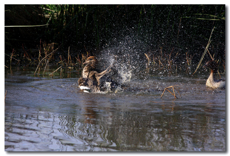 Wood Duck 