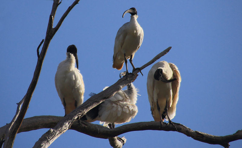 Australian White Ibis