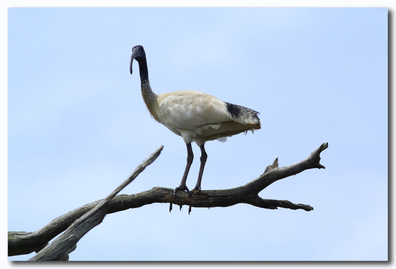 White Ibis 