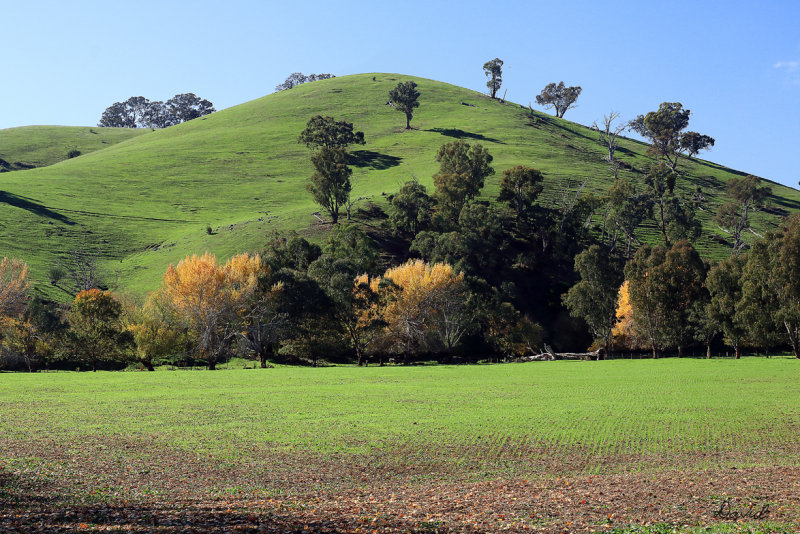 Thornton