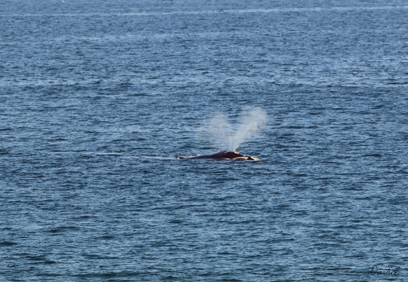 Southern Right Whale