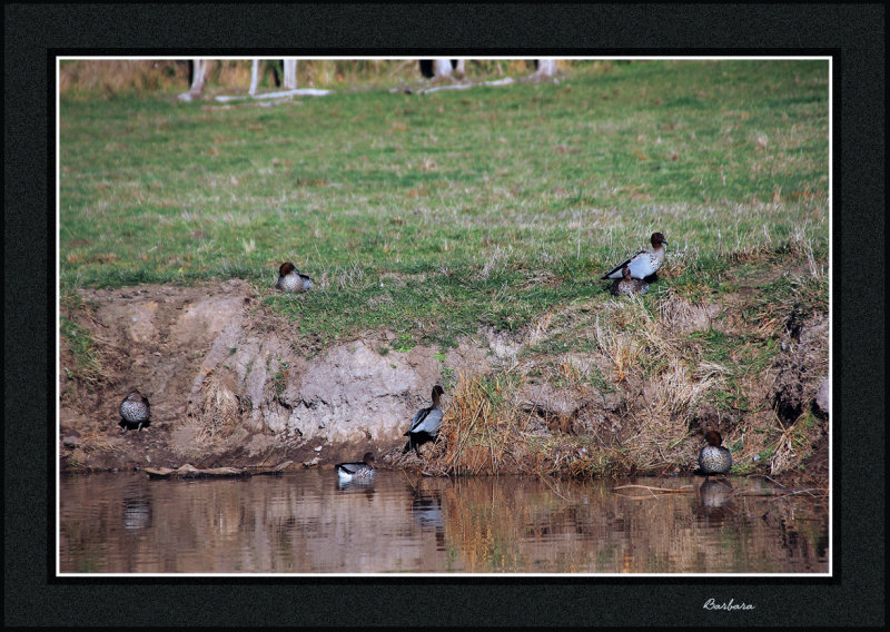 Wood Ducks