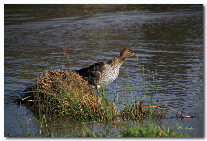 Wood Duck