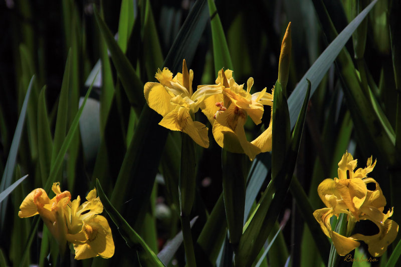 Golden Iris on the trail