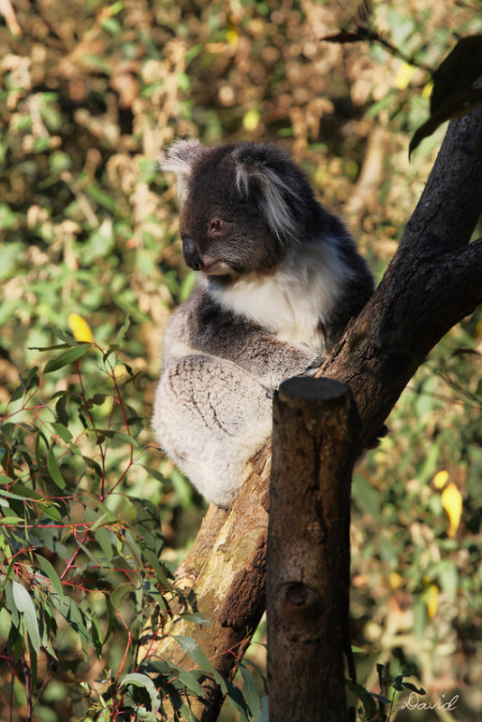 Koala - Female