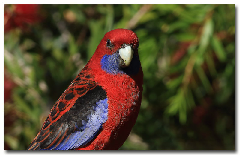 Crimson Rosella.  