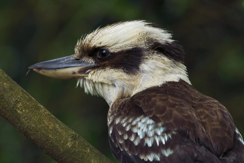 Kookaburra