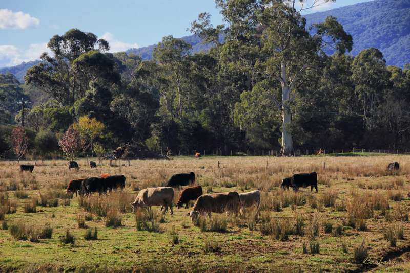 Along the Warburton Trail