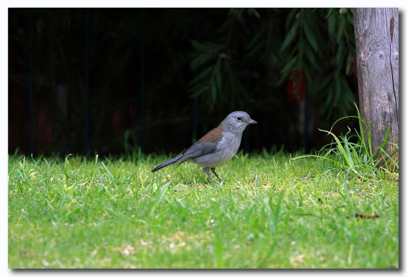 Grey shrike thrush.