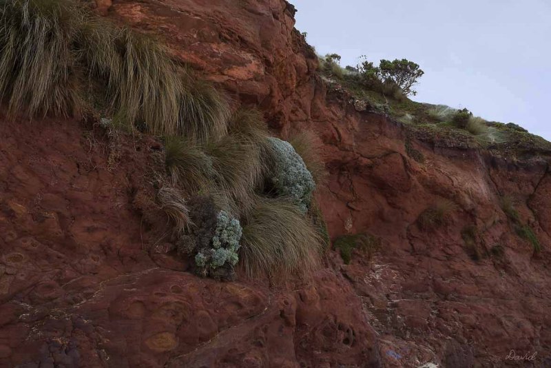 Cliff Fauna