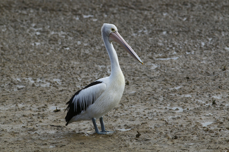 Australian Pelican
