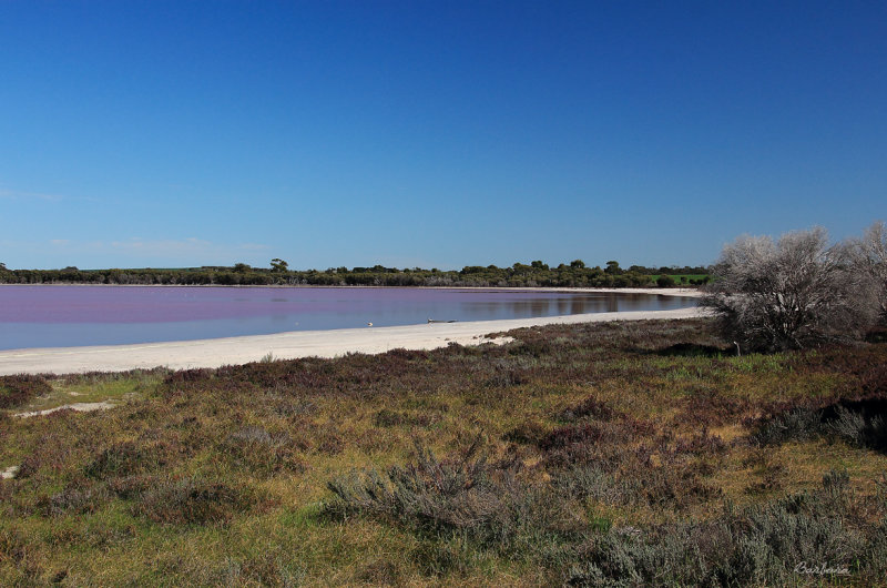 Pink Lake