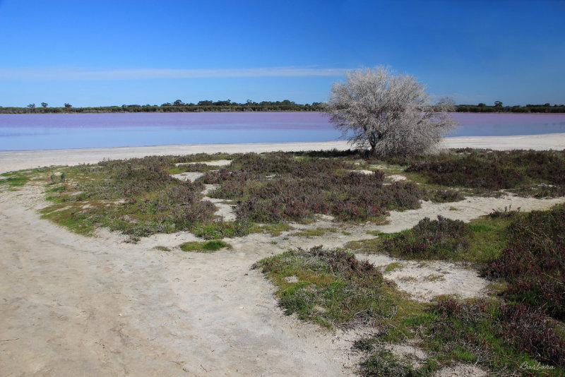 Pink Lake