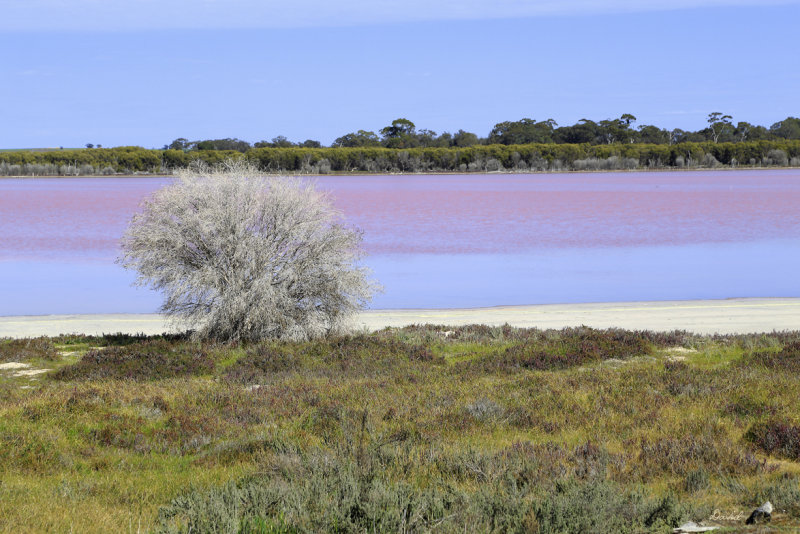 Pink Lake