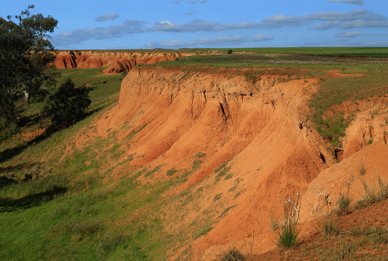 Red Banks