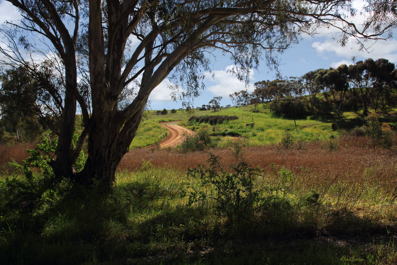 Wasley Road, Light River