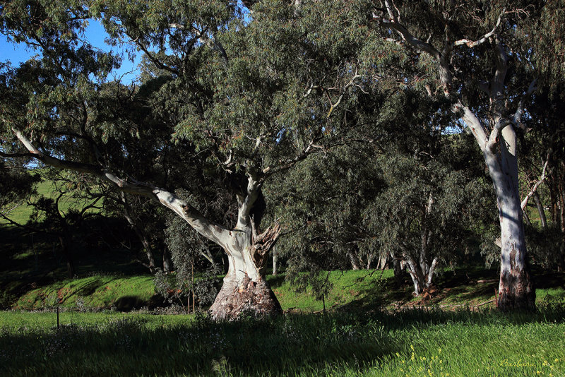  Rocks Reserve