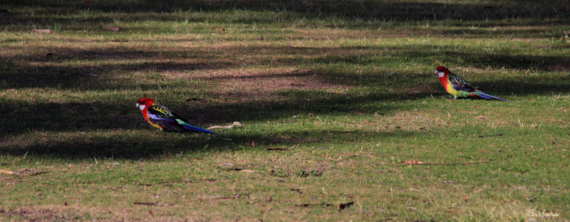 Pair of Eastern Rosellas