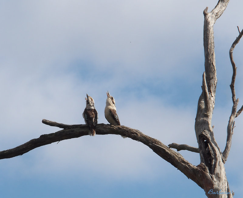 Laughing Kookaburras