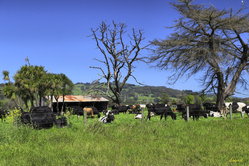 Lush Pastures