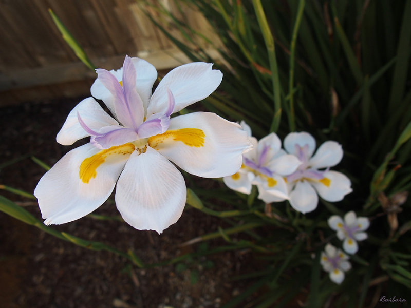 African Iris