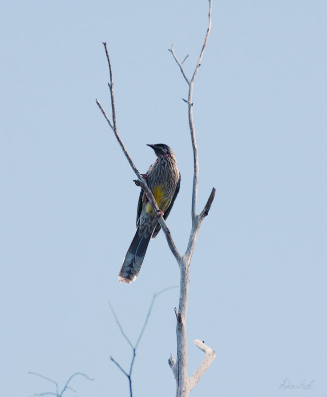 Wattle Bird