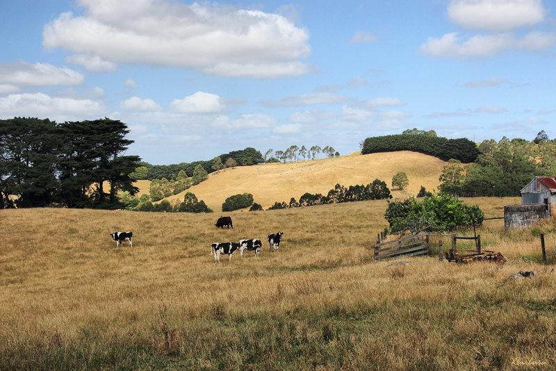 Strzelecki Hills