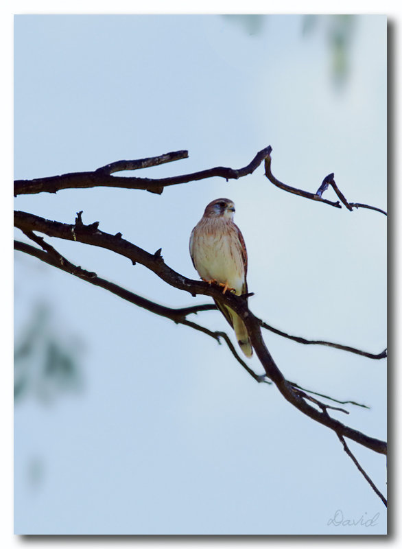 Nankeen Kestral