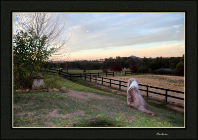 Thumper watching the horses