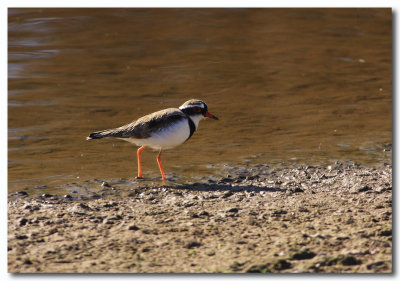 Black-fronted Dotterel