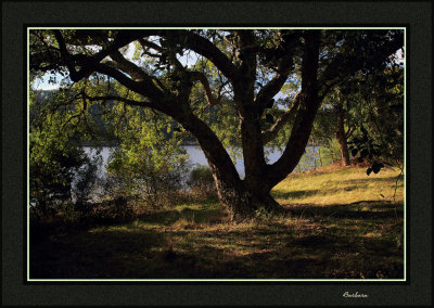 Maroondah Reservoir Gardens