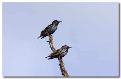 European Starlings