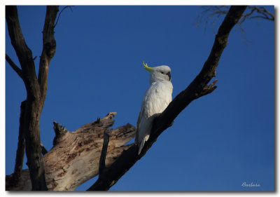 Sulphur Crested Cockatoo