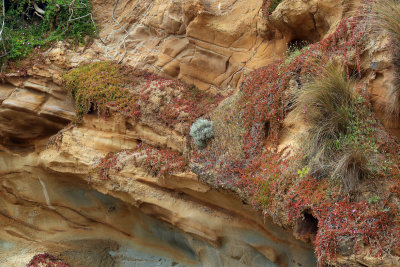 Coastal Cliff Face Flora 