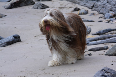 Thumper on the beach at Second Valley