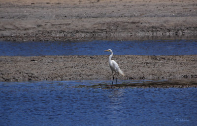 Australian Eastern Great Egret