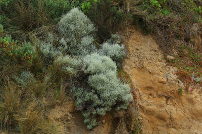 Coastal Cliff Face Flora