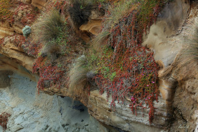 Coastal Cliff Face Flora 