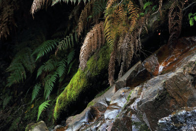 Cora Lynn Falls Foliage