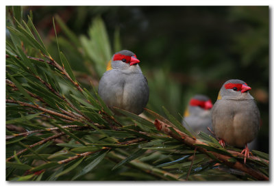 Red-browed Finch