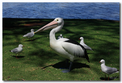 Australian Pelican & Silver Gulls