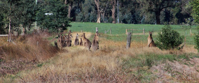A mob of Kangaroos