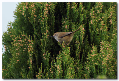 Brown Thornbill 