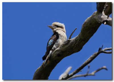 Kookaburra 