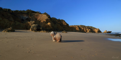Thumper on Jan Juc Beach 